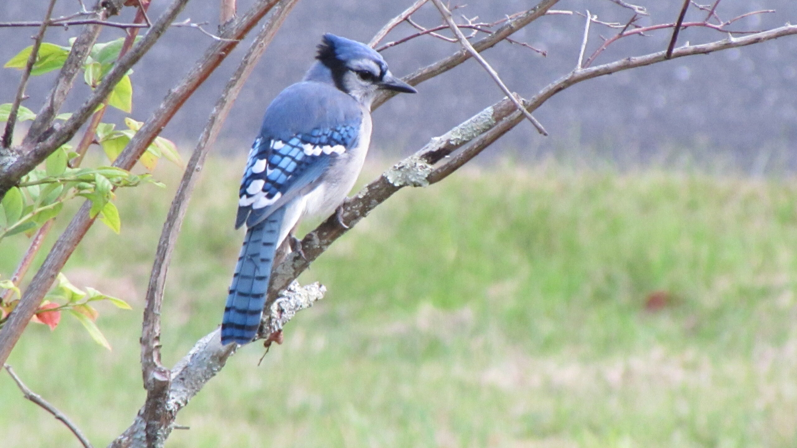 A Blue Jay perched on a branch